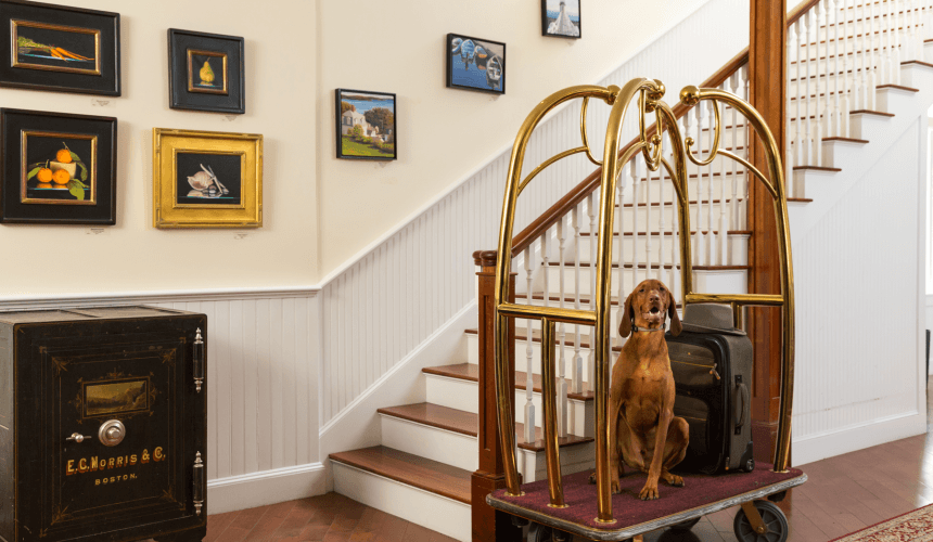 Dog Friendly, Camden, Maine
